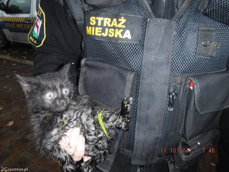 fot. Straż miejska Piła