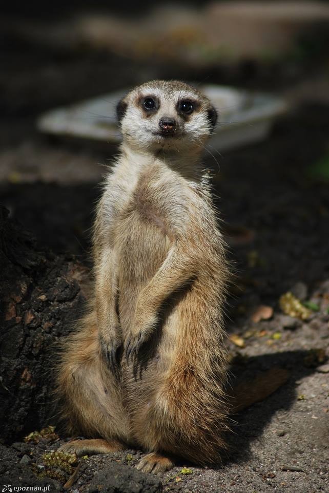 fot. Stare ZOO