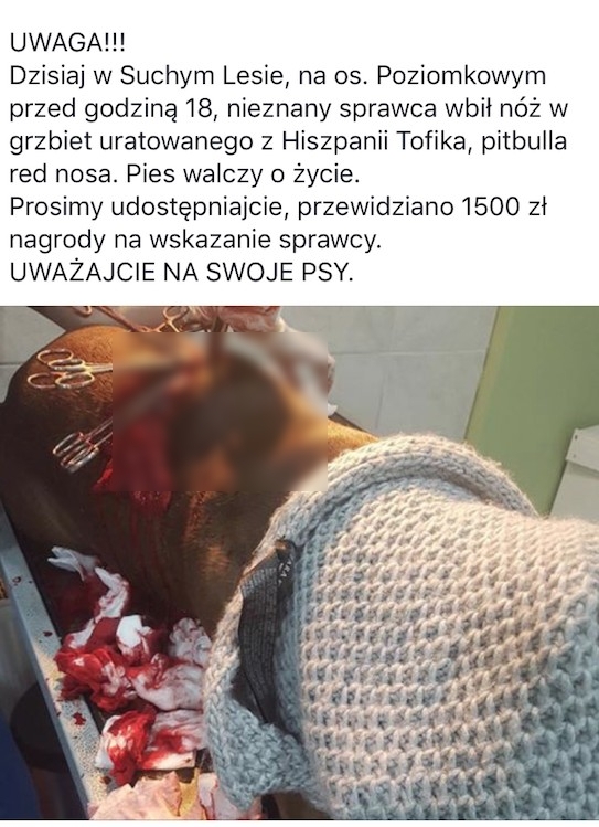 Taka informacja pojawiła się na Facebooku | fot. Facebook TTB Poznań