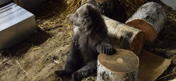 Cisna w kwietniu 2016 roku | fot. ZOO Poznań
