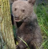 Cisna w maju 2016 roku | fot. ZOO Poznań