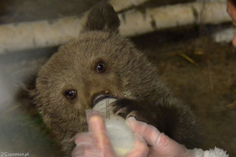 Cisna w kwietniu 2016 roku | fot. ZOO Poznań