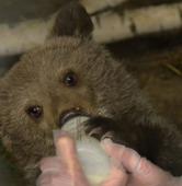 Cisna w kwietniu 2016 roku | fot. ZOO Poznań