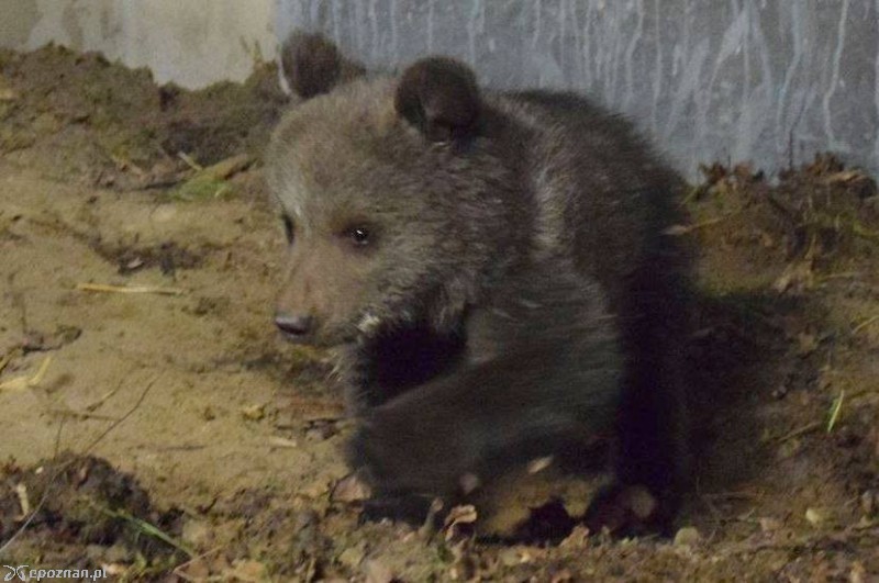 Cisna w kwietniu 2016 roku | fot. ZOO Poznań