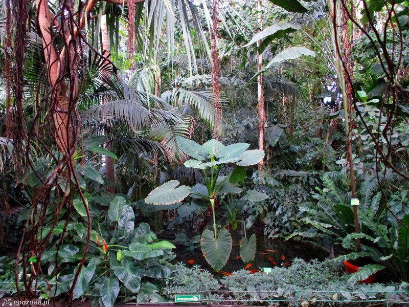 fot. Palmiarnia Poznańska