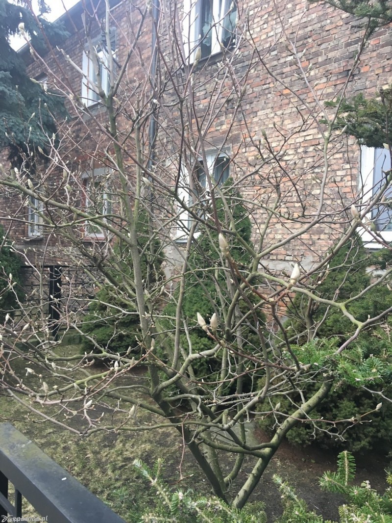 Magnolia z pąkami przy ul. Pogodnej | fot. Krzysztof Książek