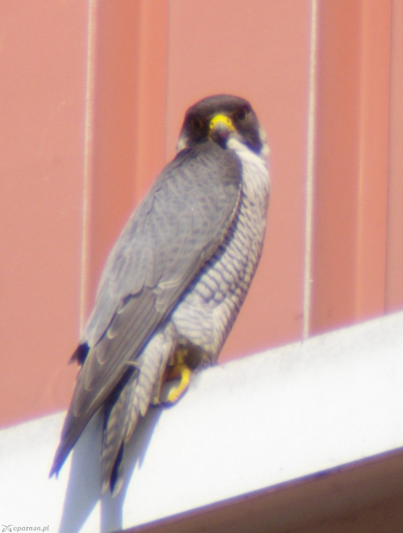 fot. Peregrine Project Poland