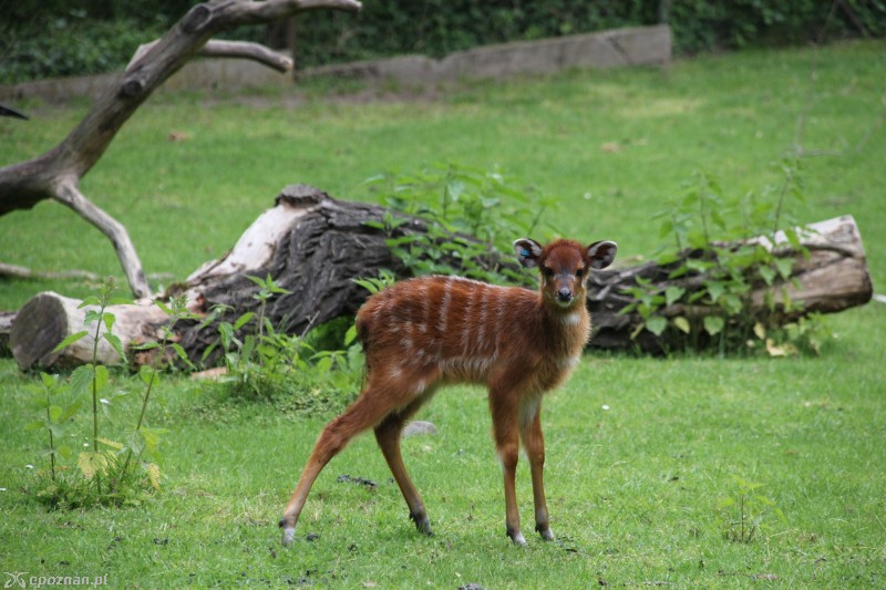 Sitatungi | fot. Nowe ZOO