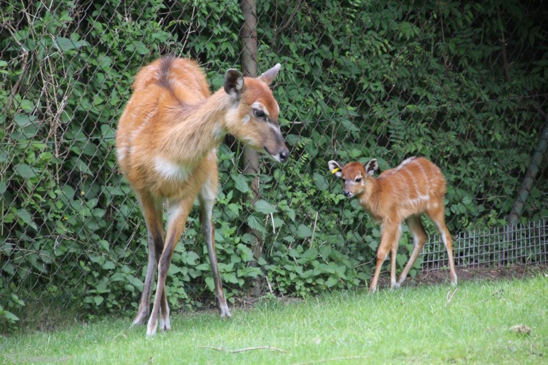 Sitatungi | fot. Nowe ZOO
