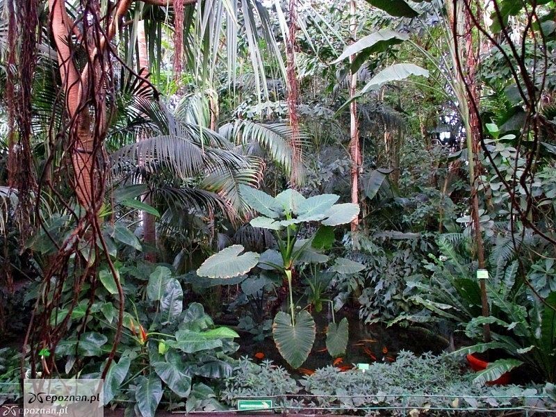 fot. Palmiarnia Poznańska