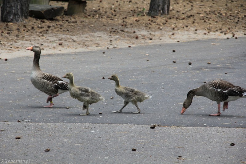 fot. Nowe ZOO