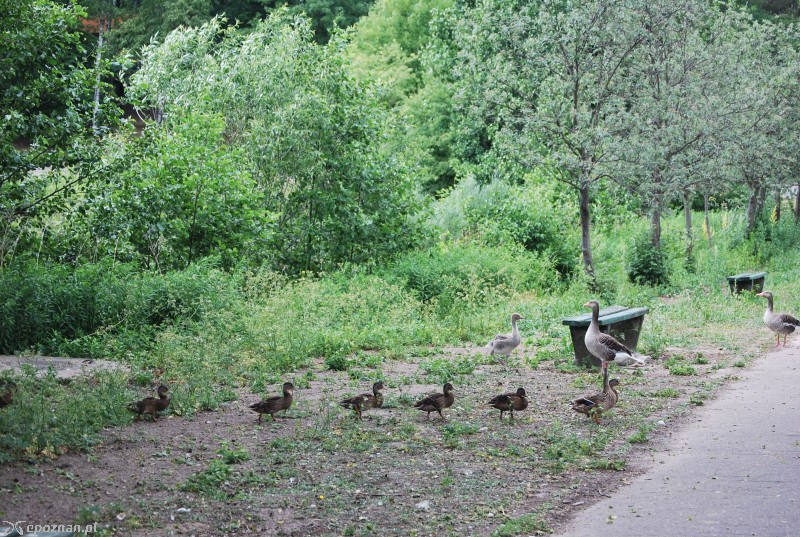 fot. Nowe ZOO