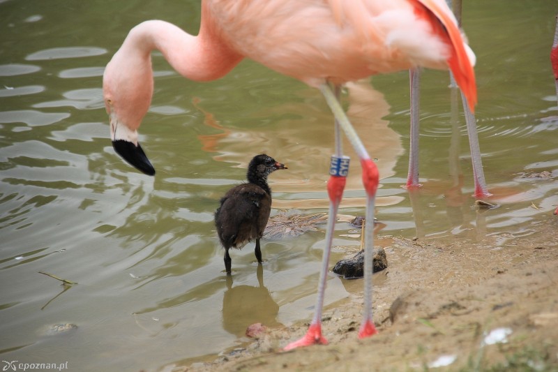 fot. Nowe ZOO