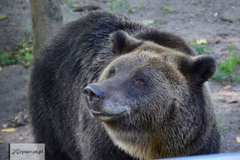 fot. ZOO Poznań