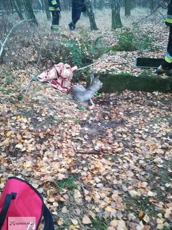 fot. Ochotnicza Straż Pożarna Poznań-Głuszyna