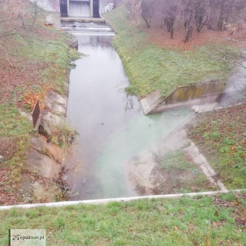 fot. Czytelniczka