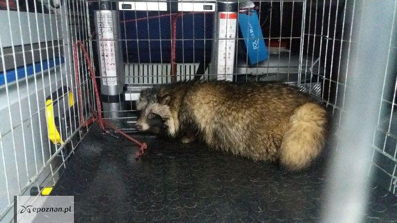 Jenot schwytany w Poznaniu | fot. Straż Miejska