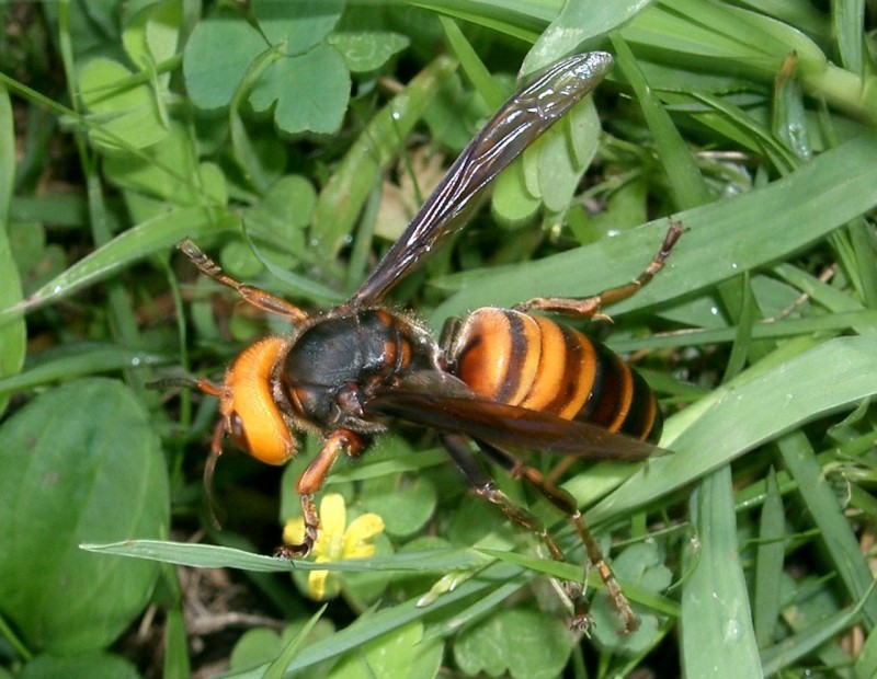 fot. By I, KENPEI, CC BY-SA 3.0, https://commons.wikimedia.org/w/index.php?curid=2804961