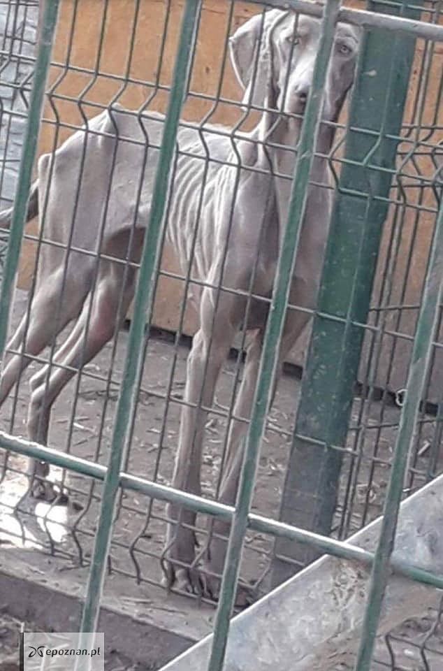 fot. Szpitalik dla Kociąt w Pile Artura i Małgosi/FB