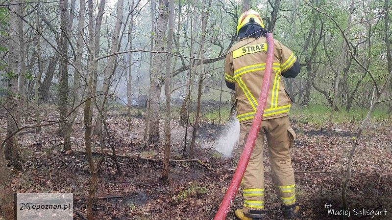 Pierwszy pożar lasu przy ul. Magazynowej | fot. Maciej Splisgart / luboni.pl