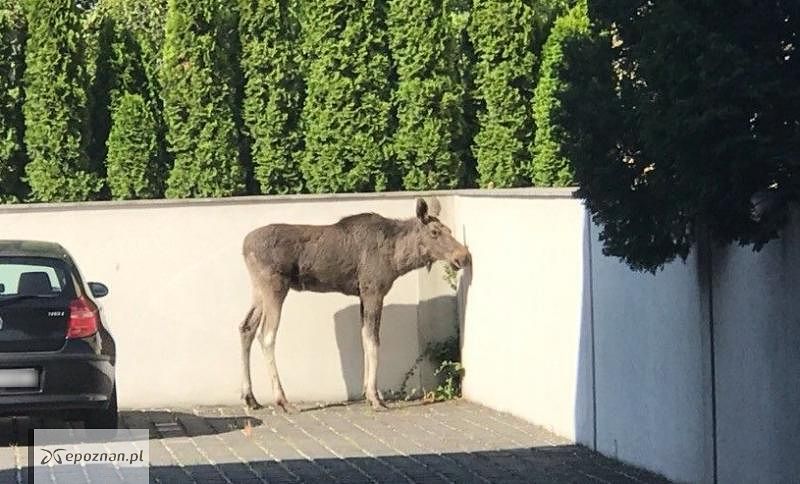 fot. Straż miejska