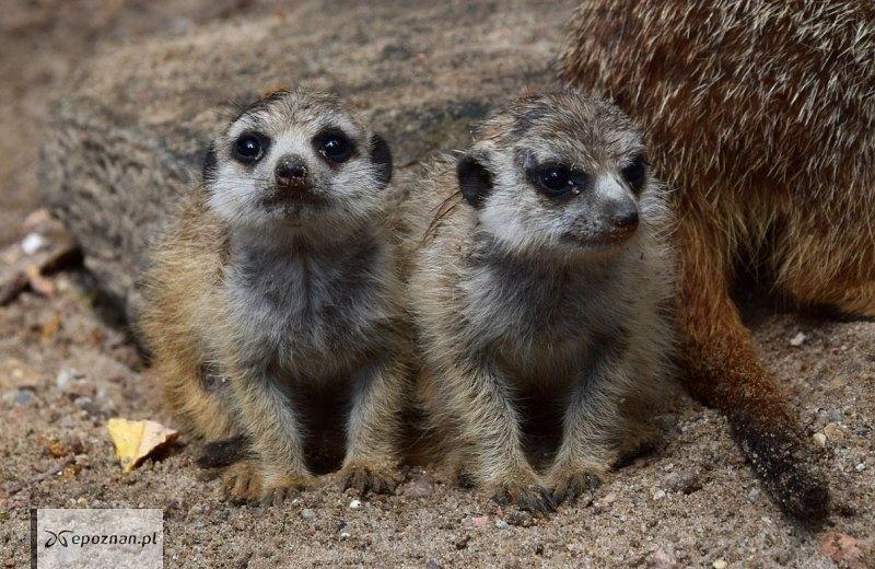 fot. ZOO Poznań