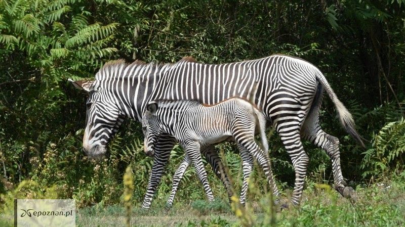 fot. ZOO Poznań