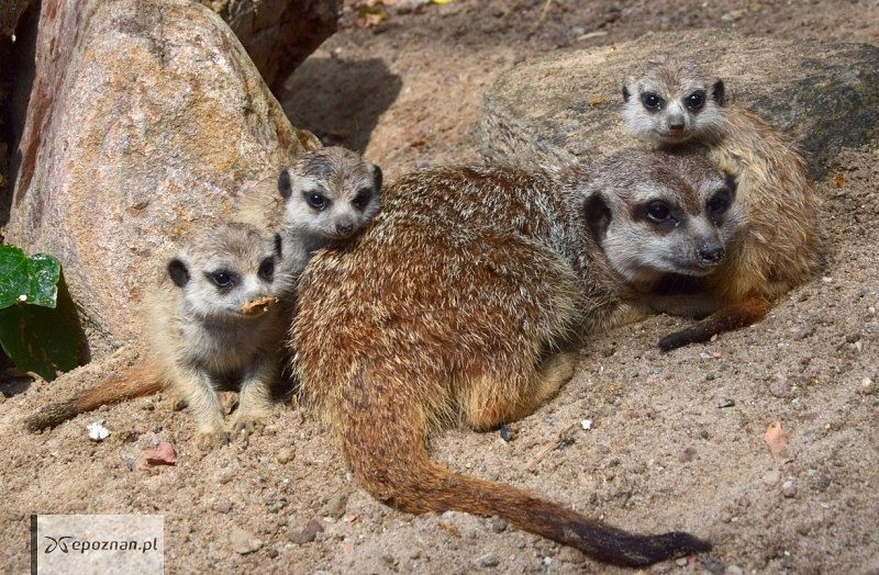 fot. ZOO Poznań