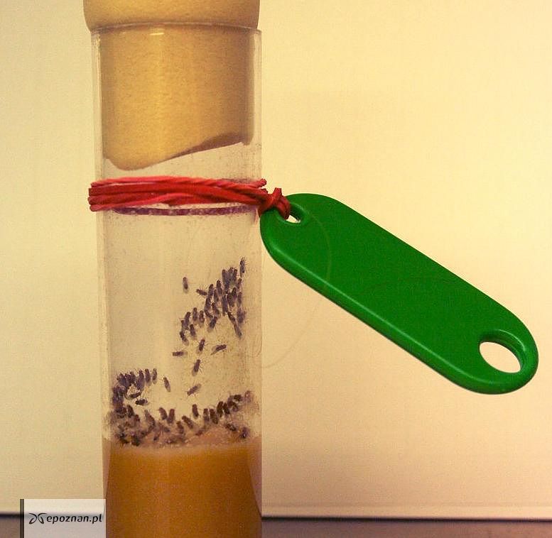 fot. Masur / Wikipedia