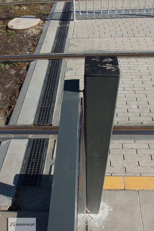 fot. Gemela poznańska