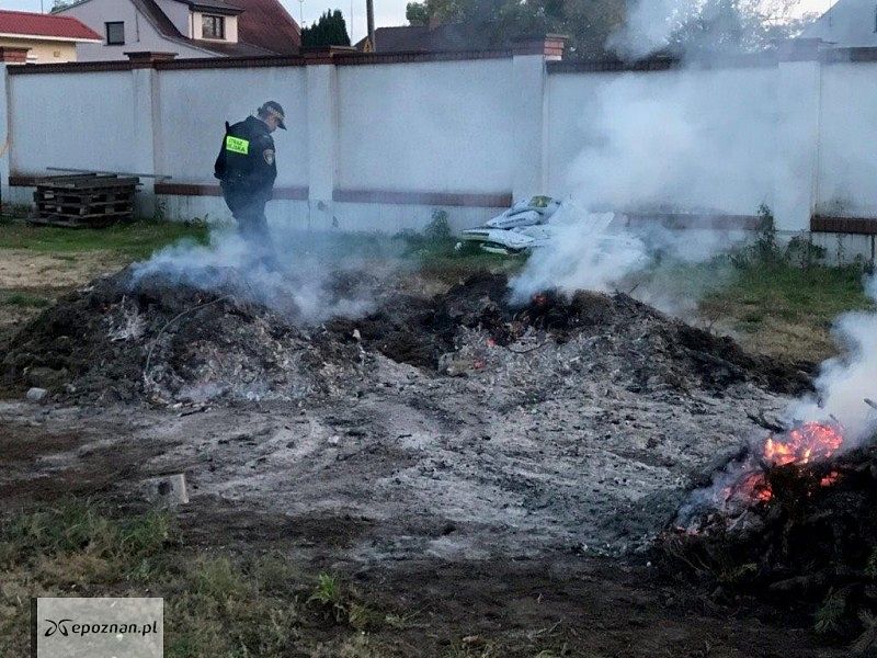 fot. Straż miejska