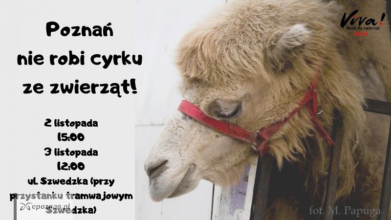 fot. Fundacja Viva Akcja dla Zwierząt