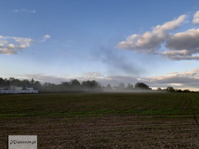 Morasko | fot. czytelniczka