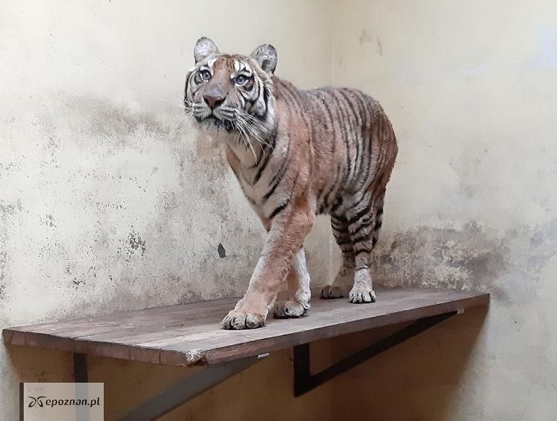 fot. ZOO Poznań Facebook