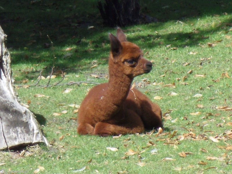 fot. Stare ZOO