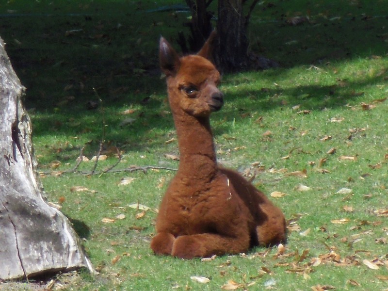 fot. Stare ZOO