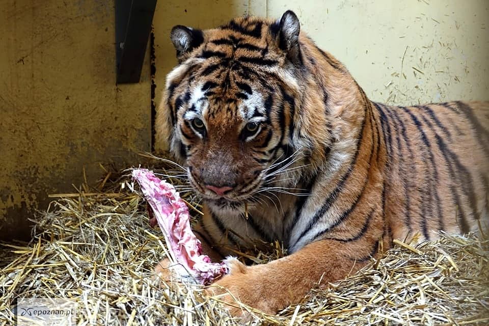 fot. ZOO Poznań FB