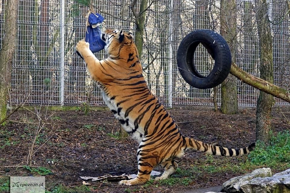 fot. ZOO Poznań FB