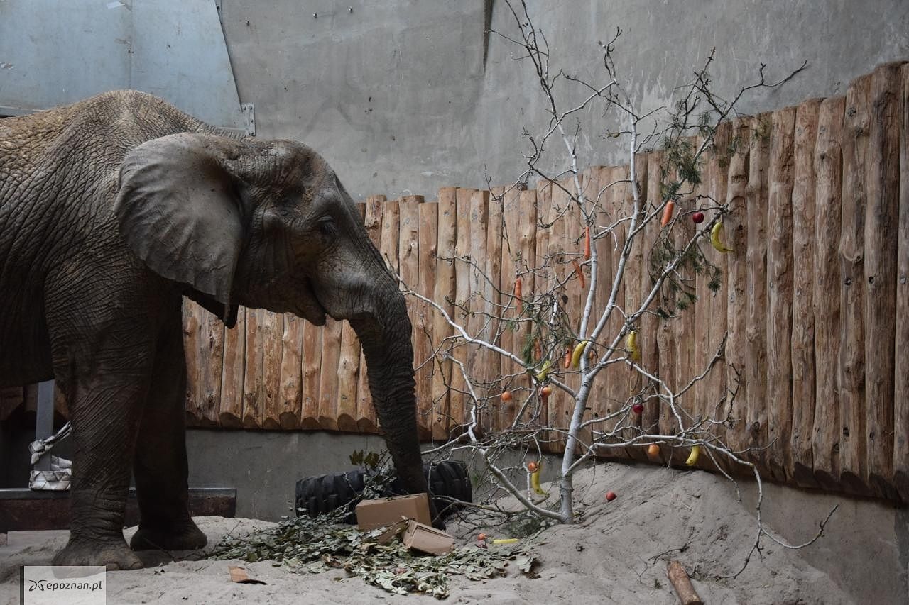 fot. ZOO Poznań FB