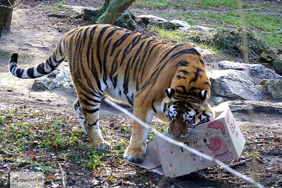 fot. ZOO Poznań FB
