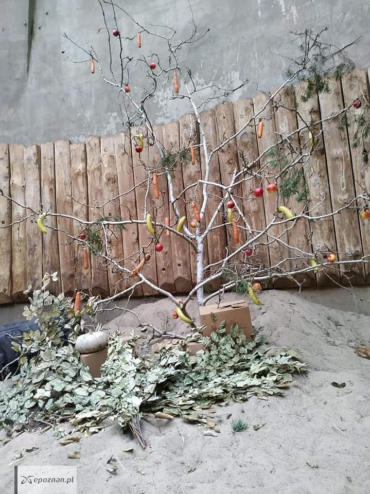 fot. ZOO Poznań FB