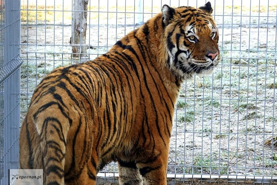 fot. Facebook/Zoo Poznań Official Site