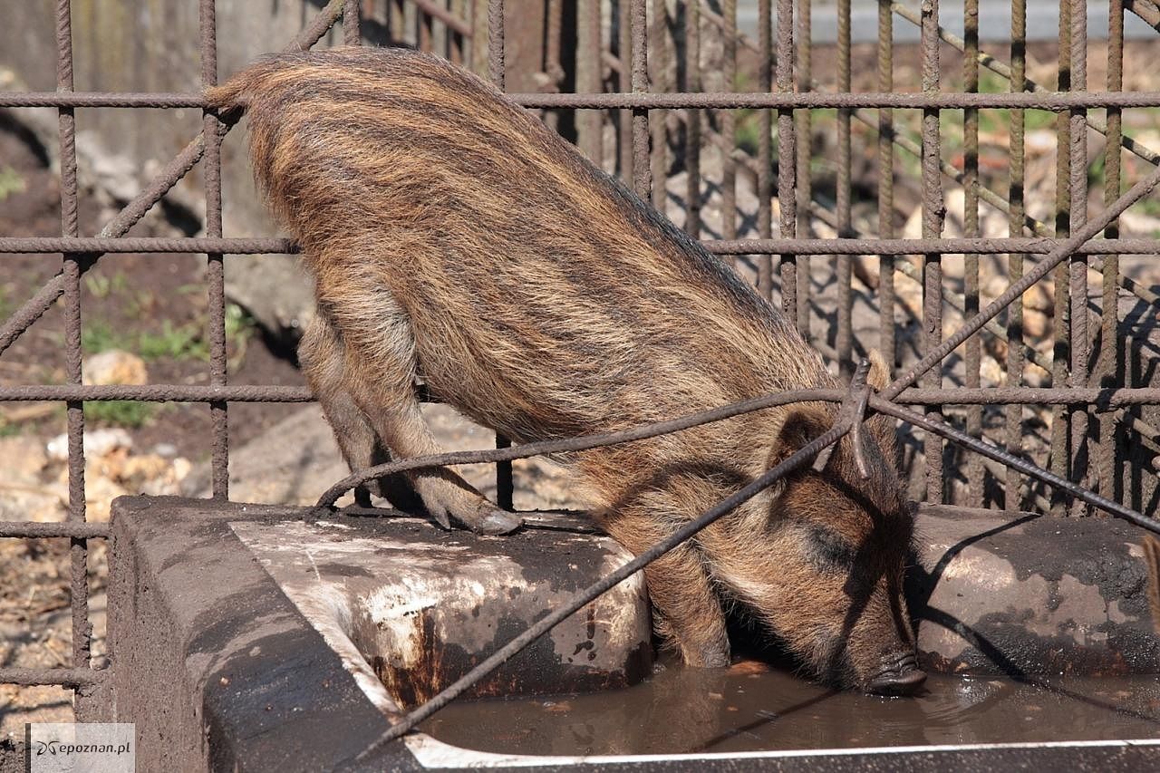 Kwestia odstrzału dzków podzieliła opozycję | fot. Miguel Saavedra/freeimages.com