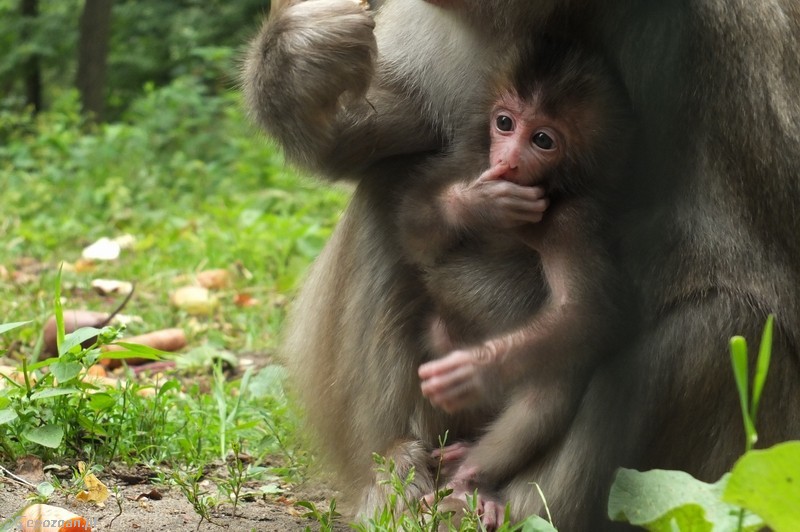 fot. M.Górczyński / Nowe ZOO
