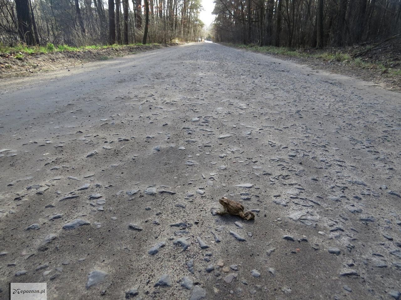 fot. Grzegorz Gołębniak TP "Karlik"