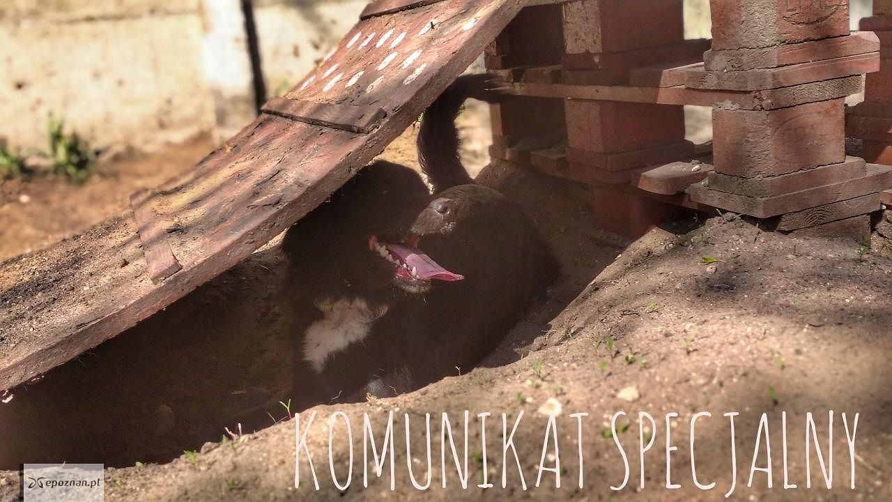 fot. Schronisko dla zwierząt FB