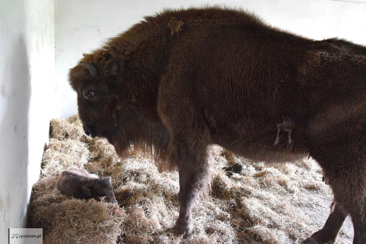 fot. ZOO Poznań