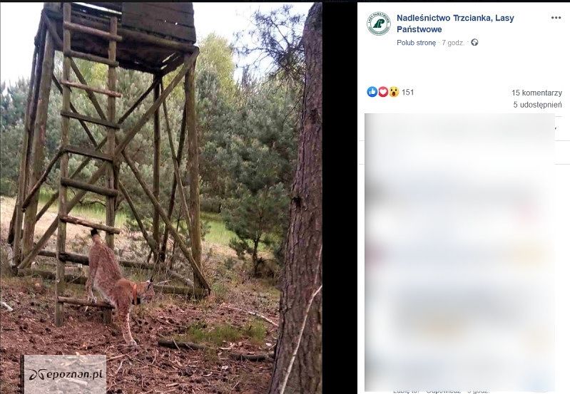 fot. Nadleśnictwo Trzcianka, Lasy Państwowe/FB/screen
