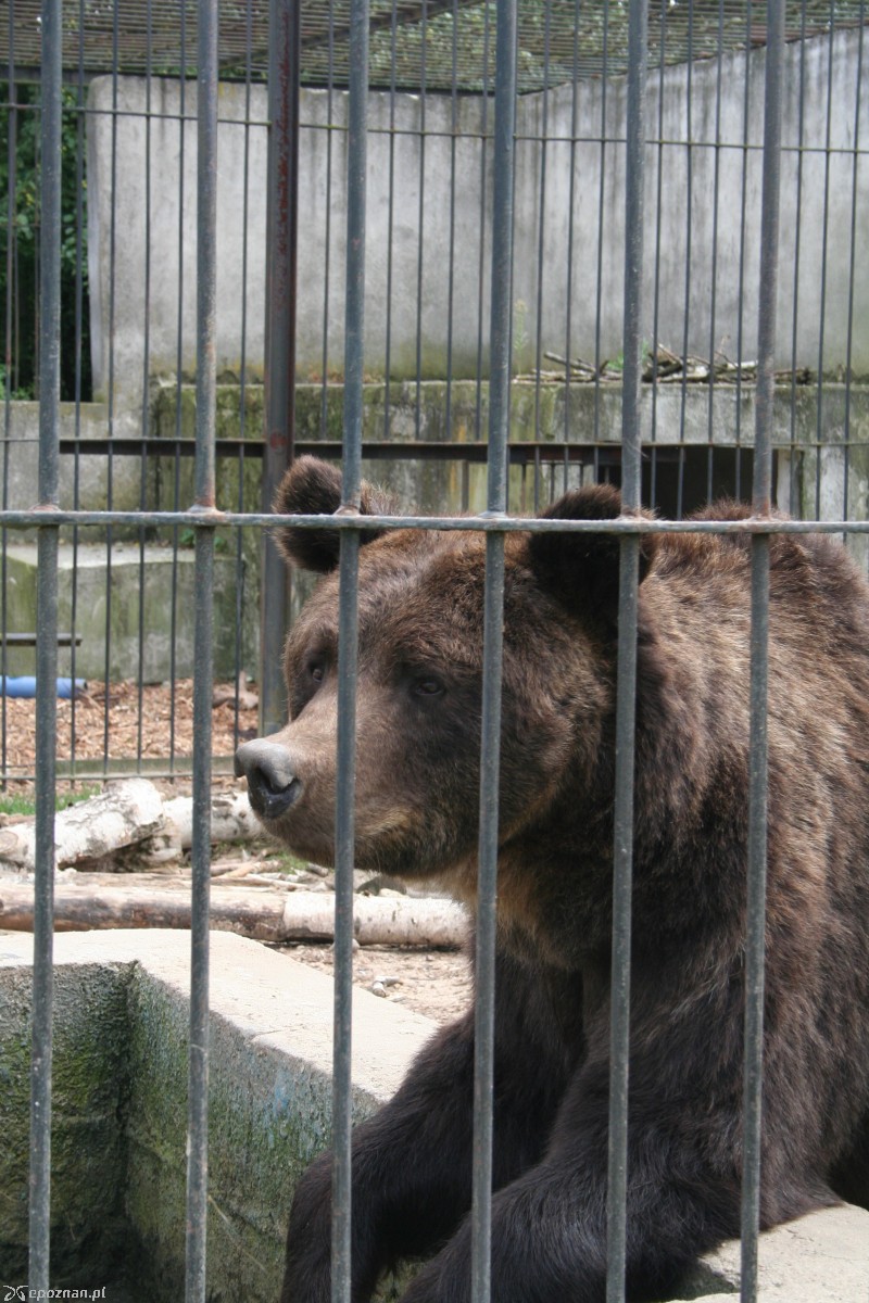 Tak obecnie wyglądają niedźwiedzie, które trafią do Poznania | fot. Maja Szymańska-Łukszo / Nowe ZOO