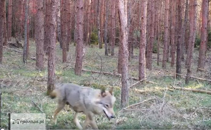 fot. Nadleśnictwo Tuczno Lasy Państwowe / FB